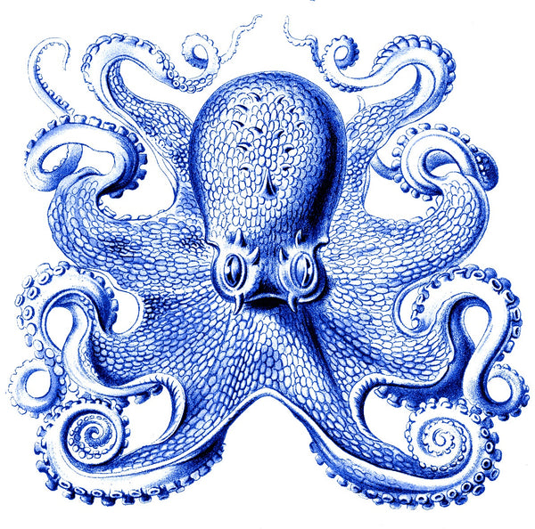Cephalopod Series