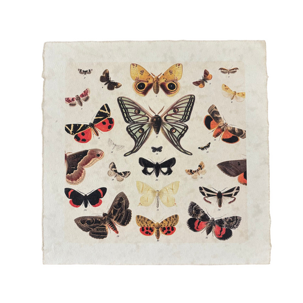 Dancing Butterflies 11x11 Art Print | Flora & Fauna Collection