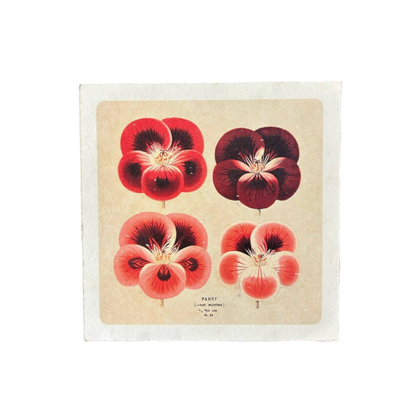 Red Pansies 8x8 Art Print | Flora & Fauna Collection