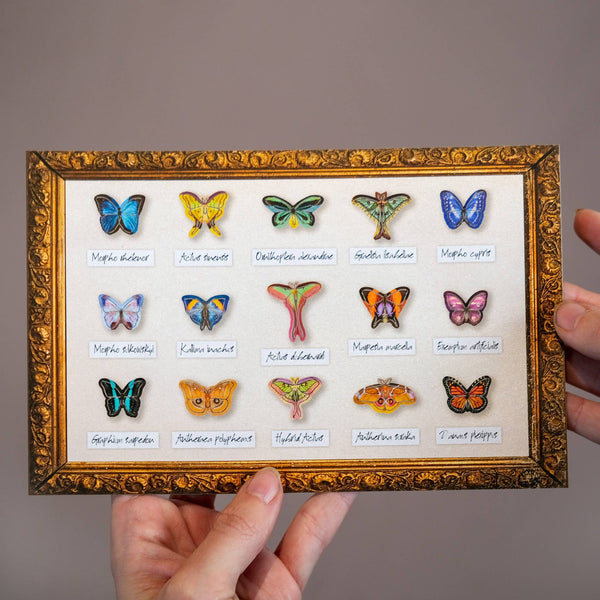 Tulip Micro Moth & Butterfly Collection