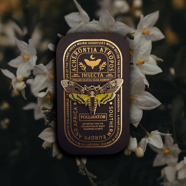 {coming soon!} African Deaths Head Hawkmoth Educational Insect Enamel Pin