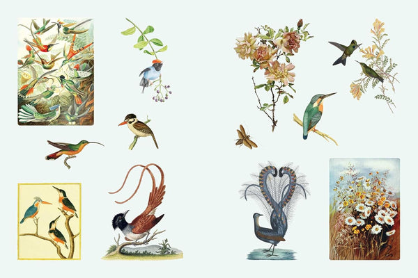 Cabinet of Curiosities II Sticker Compendium of Amazements & Oddities | Smithsonian Institute