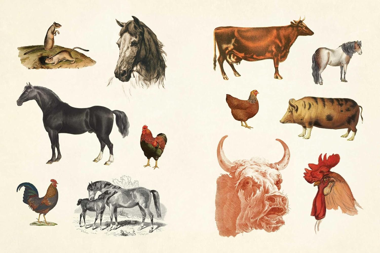 Cabinet of Curiosities II Sticker Compendium of Amazements & Oddities | Smithsonian Institute