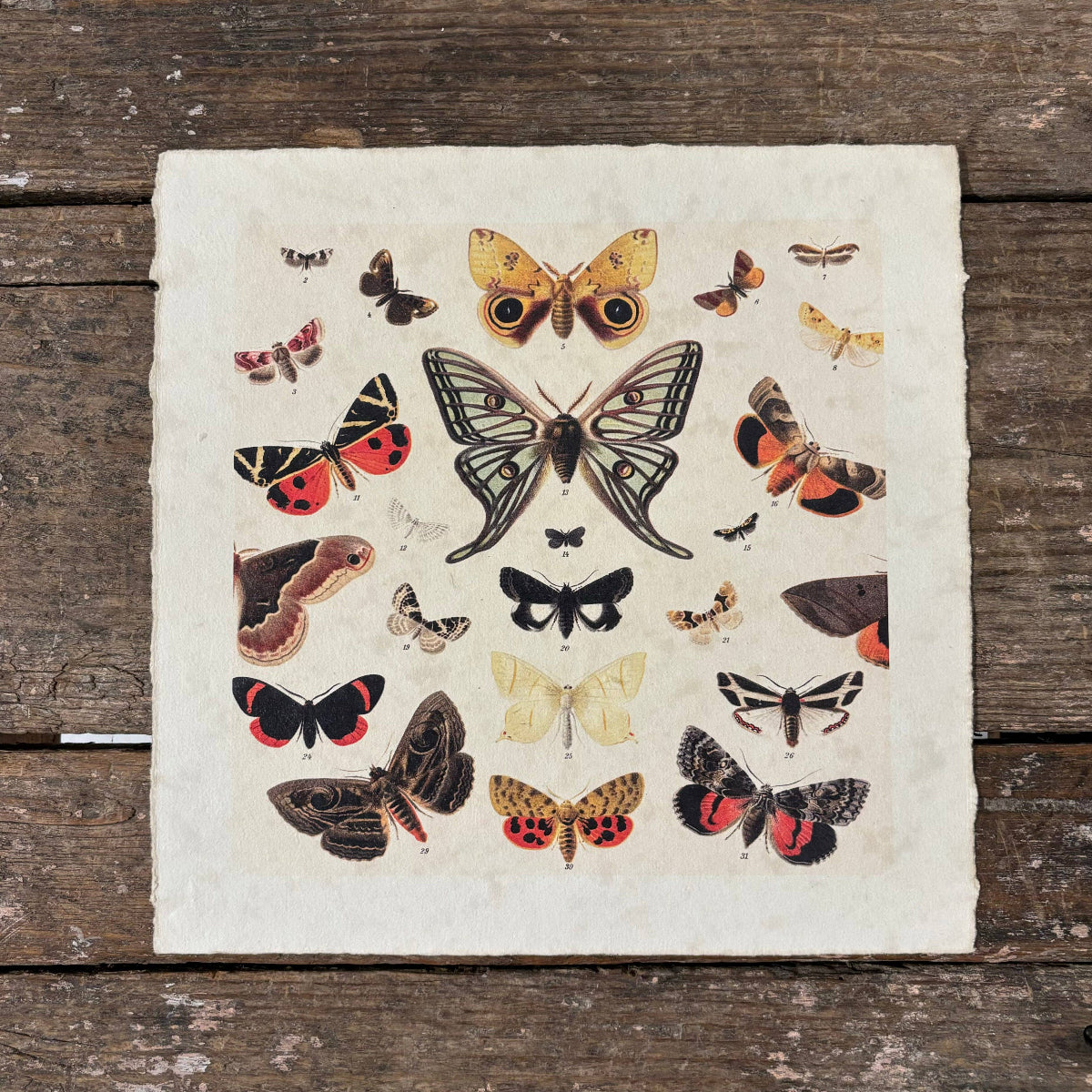 Dancing Butterflies 11x11 Art Print on Handmade Paper | Flora & Fauna Collection