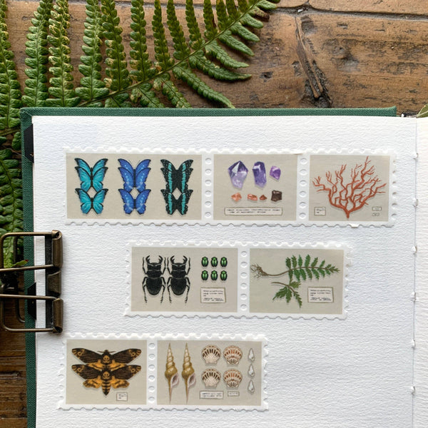 Specimen Drawer Perforated Stamp Washi Tape