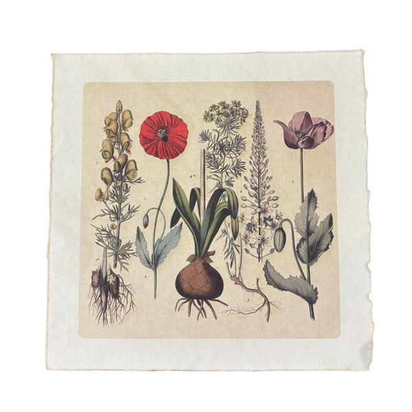 Root Bunch 11x11 Art Print on Handmade Paper | Flora & Fauna Collection