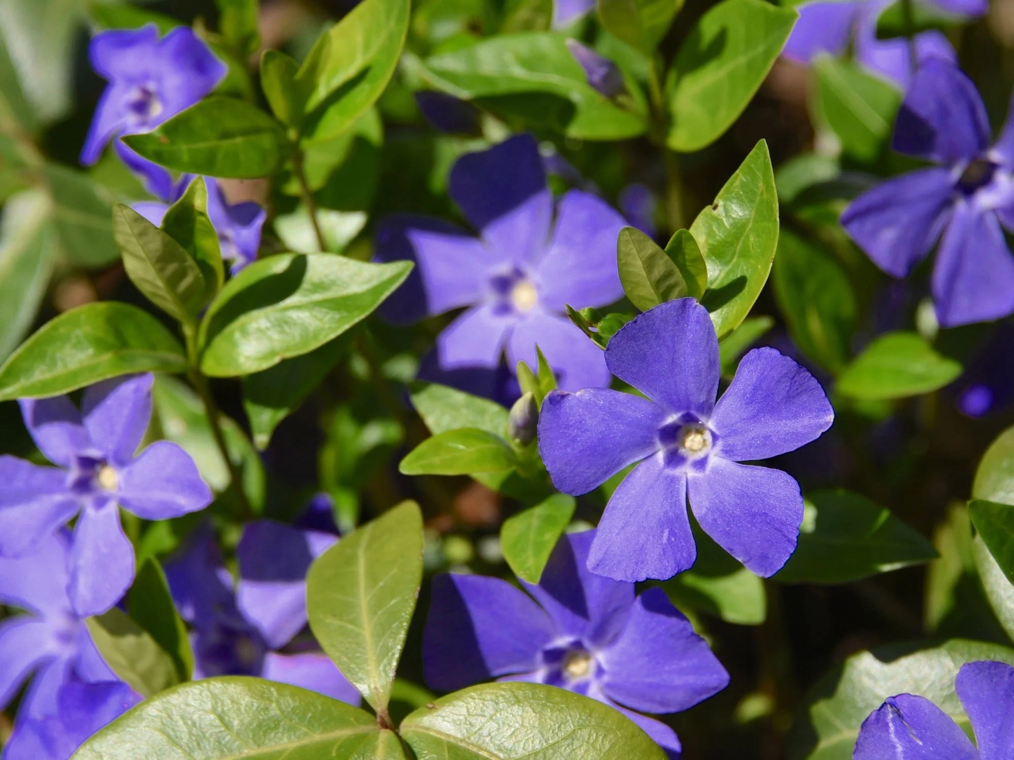Periwinkle Blue Fountain Pen Ink | Standard Series No. 106