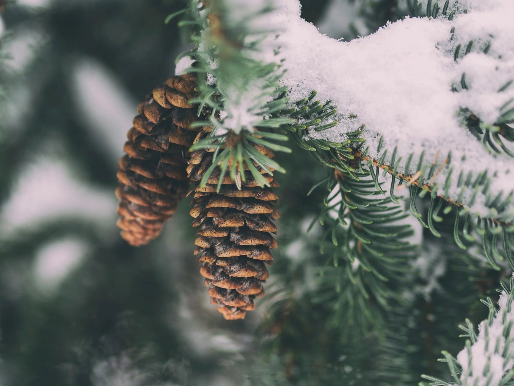 Winter Pine Fountain Pen Ink | Standard Series No. 119