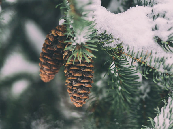 Winter Pine Fountain Pen Ink | Standard Series No. 119