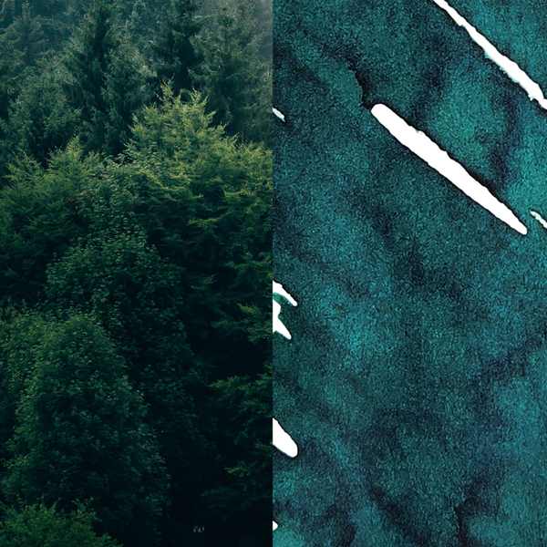 Forest | Standard Series