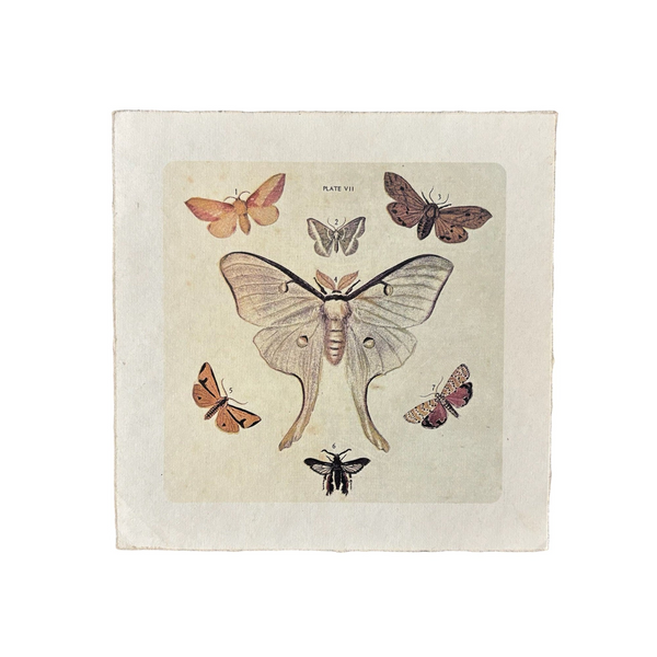 Dancing Moths 8x8 Art Print | Flora & Fauna Collection