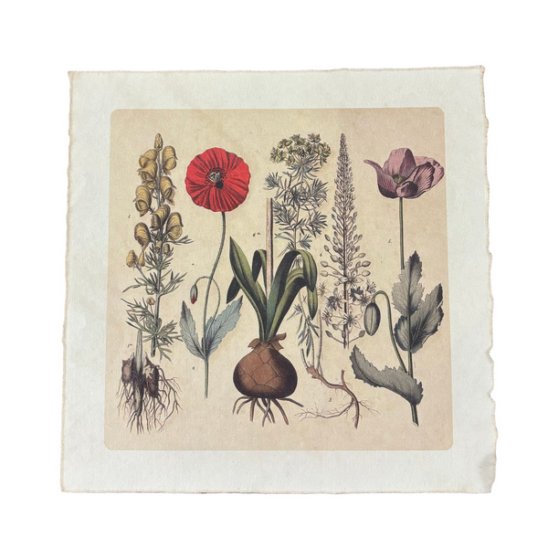 Root Bunch 11x11 Art Print | Flora & Fauna Collection