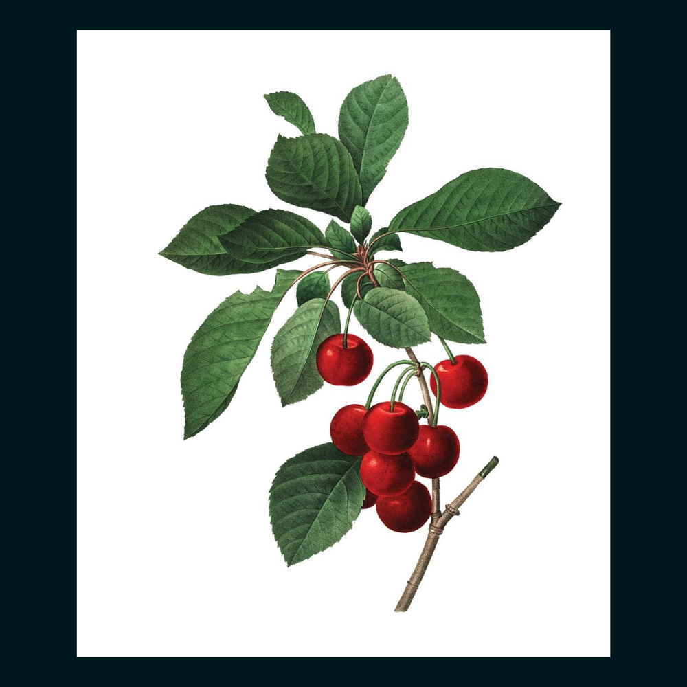 Instant Wall Art Vibrant Botanical Prints for Frames and Journals