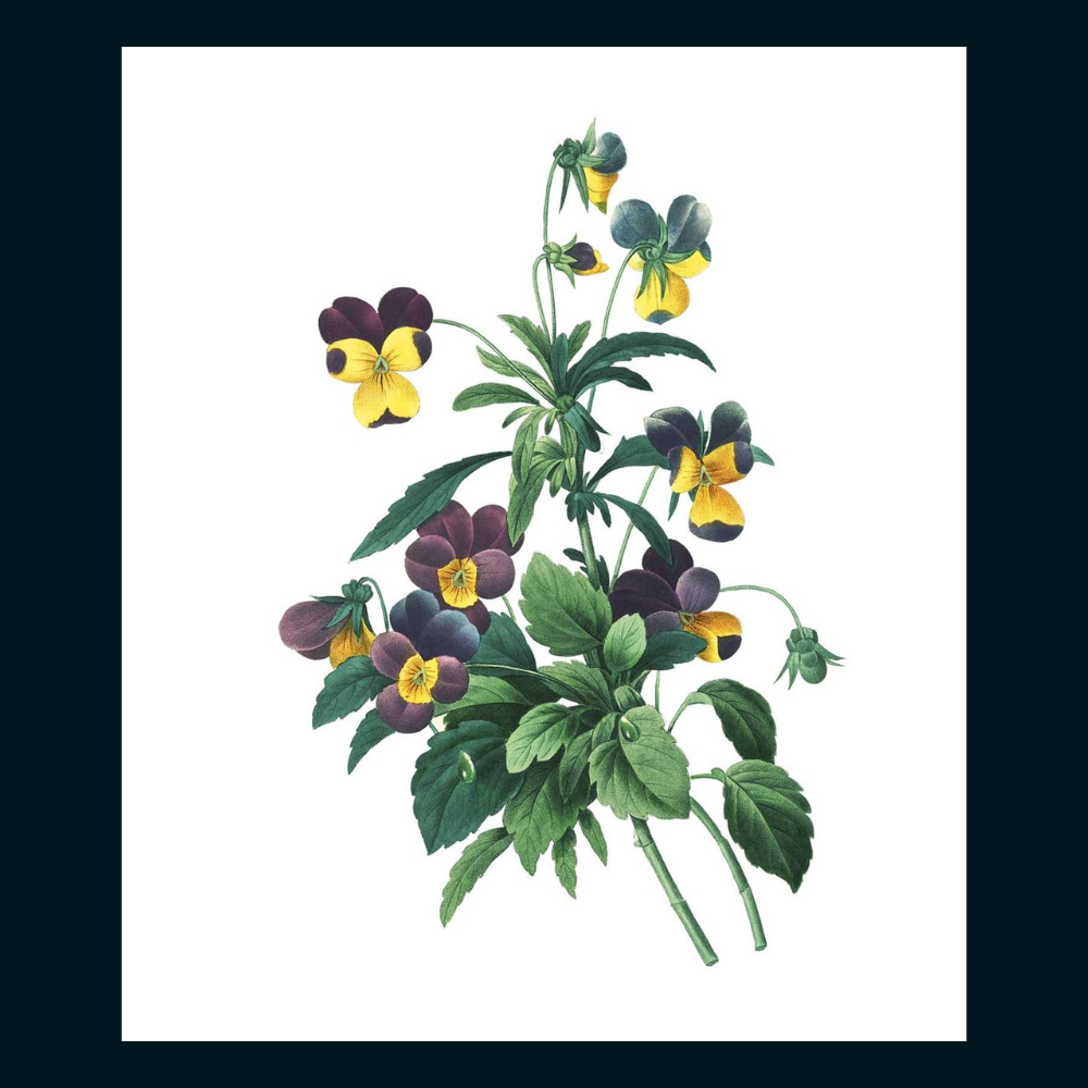 Instant Wall Art Vibrant Botanical Prints for Frames and Journals