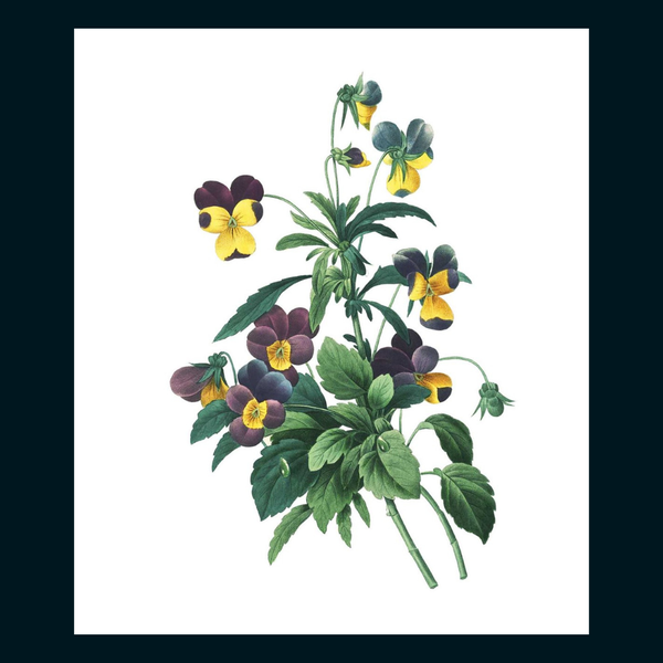 Instant Wall Art Vibrant Botanical Prints for Frames and Journals