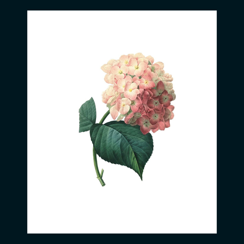 Instant Wall Art Vibrant Botanical Prints for Frames and Journals