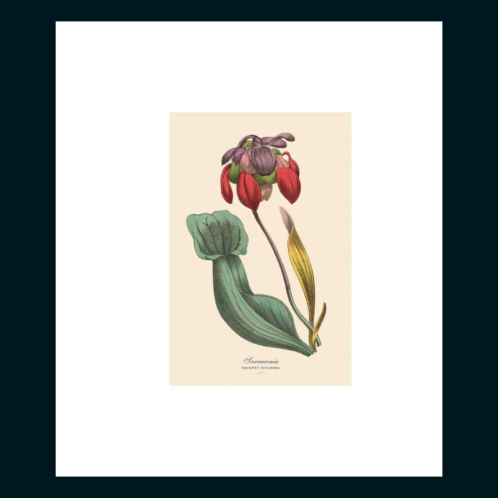 Instant Wall Art Vibrant Botanical Prints for Frames and Journals