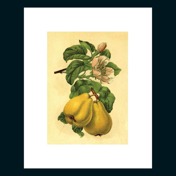 Instant Wall Art Vibrant Botanical Prints for Frames and Journals