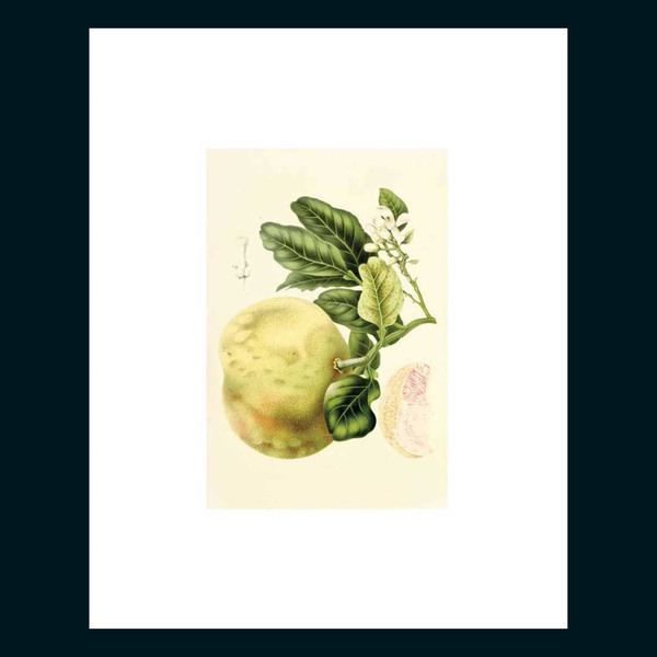 Instant Wall Art Vibrant Botanical Prints for Frames and Journals