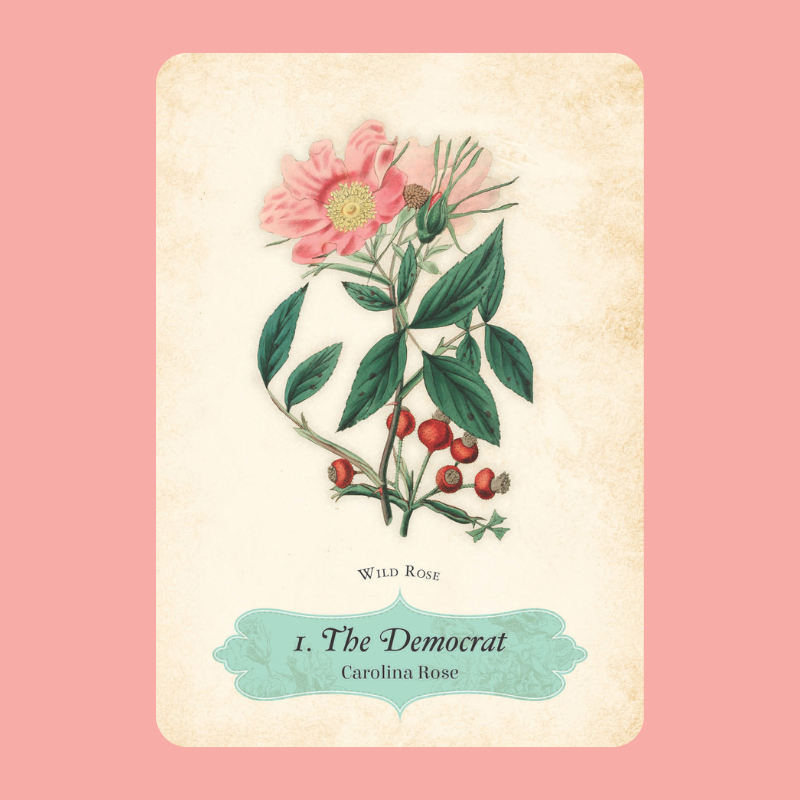 Oracle of The Roses Deck | Cheralyn Darcey