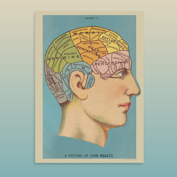 Phrenology 20x28 Wrap Sheet/Art Print