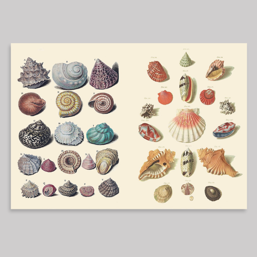 The Curious Collectibles Sticker Book