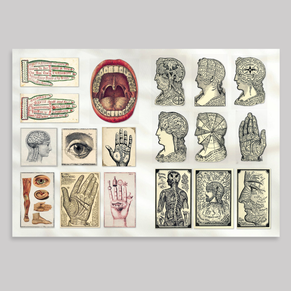 The Curious Collectibles Sticker Book