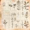 Botanical Chronicles 12 x 12 Collection Pack