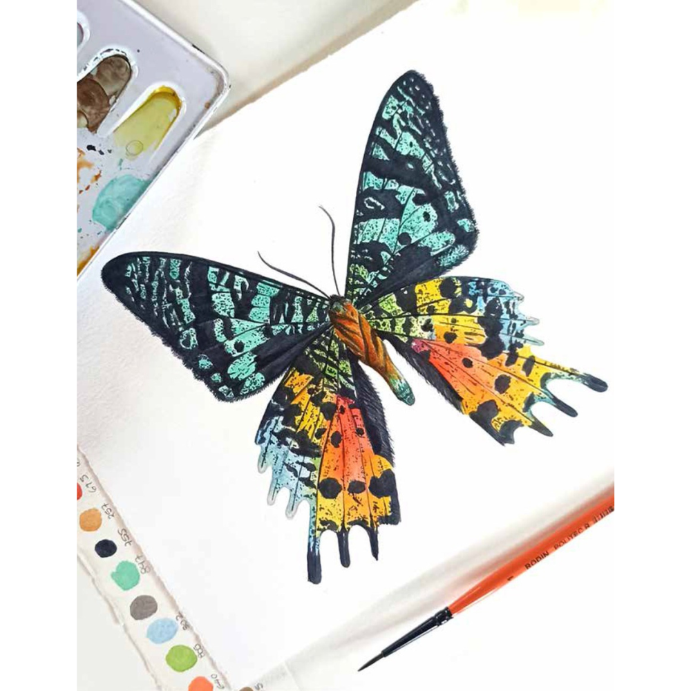 Watercolor Cabinet Of Curiosities: Paint Perfectly Peculiar Insects, Antiques & Other Oddities | Nassybah Touriño