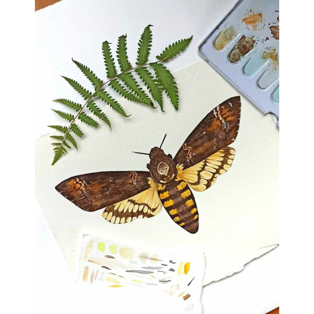 Watercolor Cabinet Of Curiosities: Paint Perfectly Peculiar Insects, Antiques & Other Oddities | Nassybah Touriño