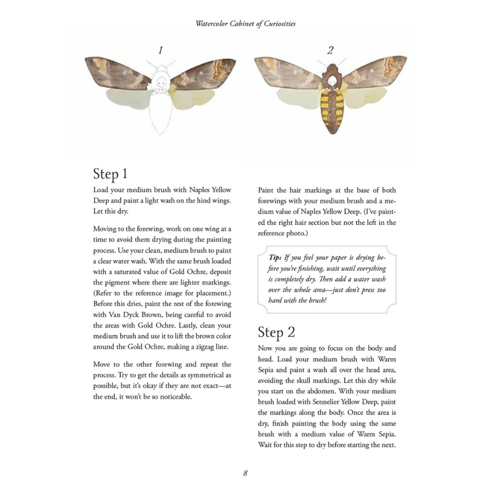 Watercolor Cabinet Of Curiosities: Paint Perfectly Peculiar Insects, Antiques & Other Oddities | Nassybah Touriño