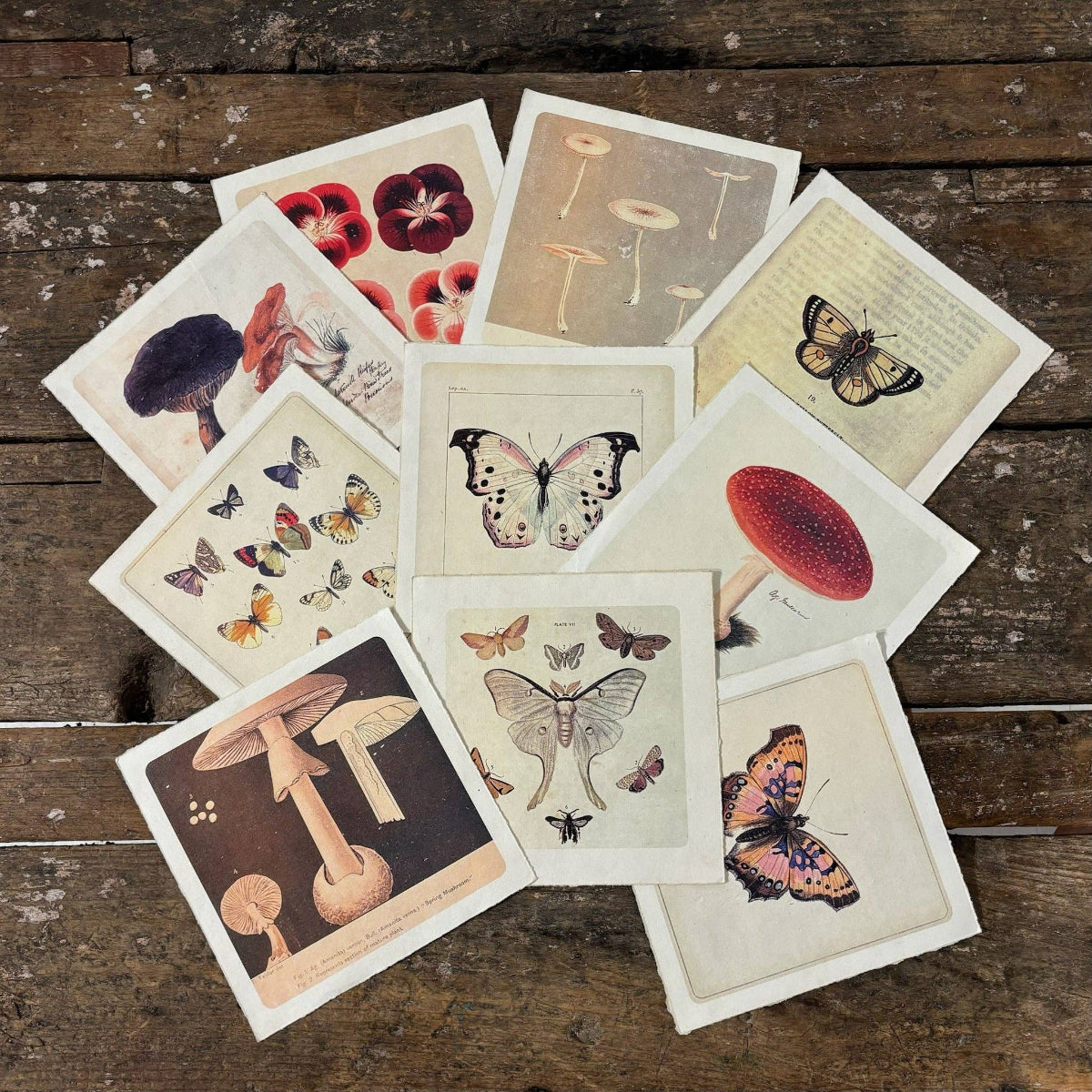Collection of vintage-style cards with illustrations of butterflies and mushrooms on a wooden surface.