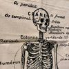 French Skeleton Chart | 24x36 Screen-Printed Canvas
