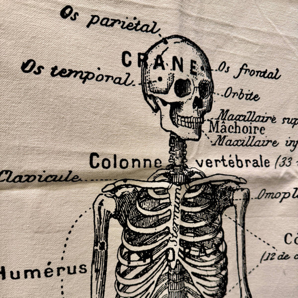 French Skeleton Chart | 24x36 Screen-Printed Canvas