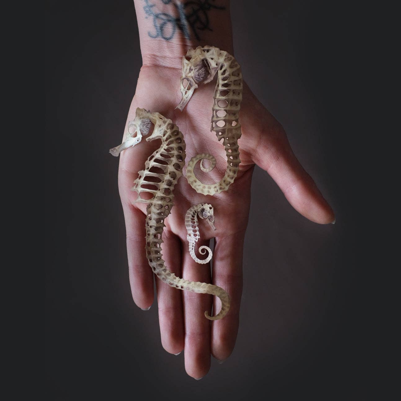 Seafoam Seahorse Skeleton Set