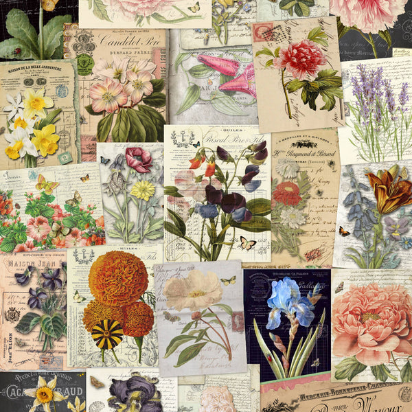 Botanicals 11x17 Assorted Art Prints