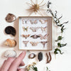Antiquarian Micro Moth & Butterfly Collection