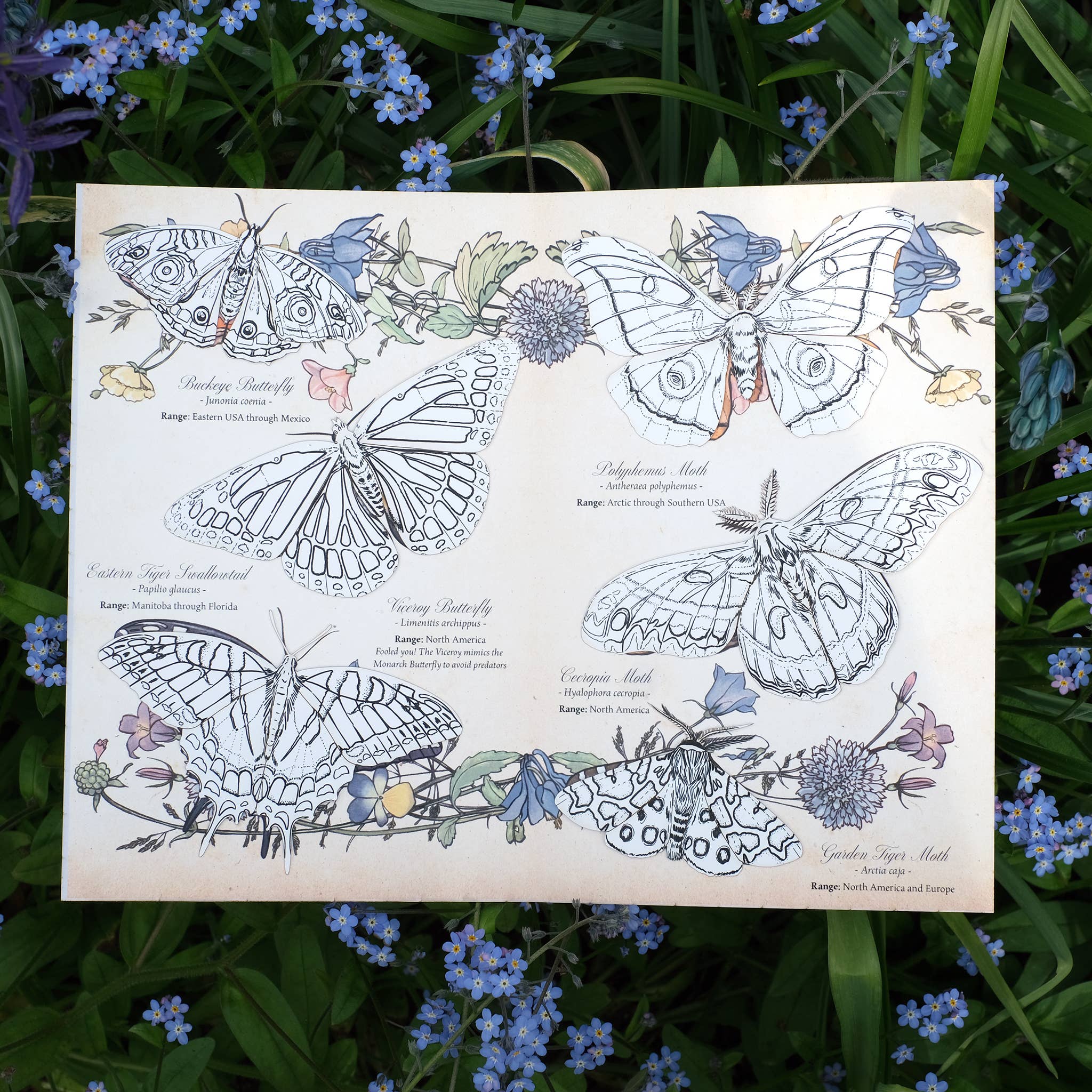 North American Insects Coloring Kit