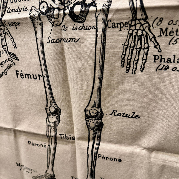 French Skeleton Chart | 24x36 Screen-Printed Canvas