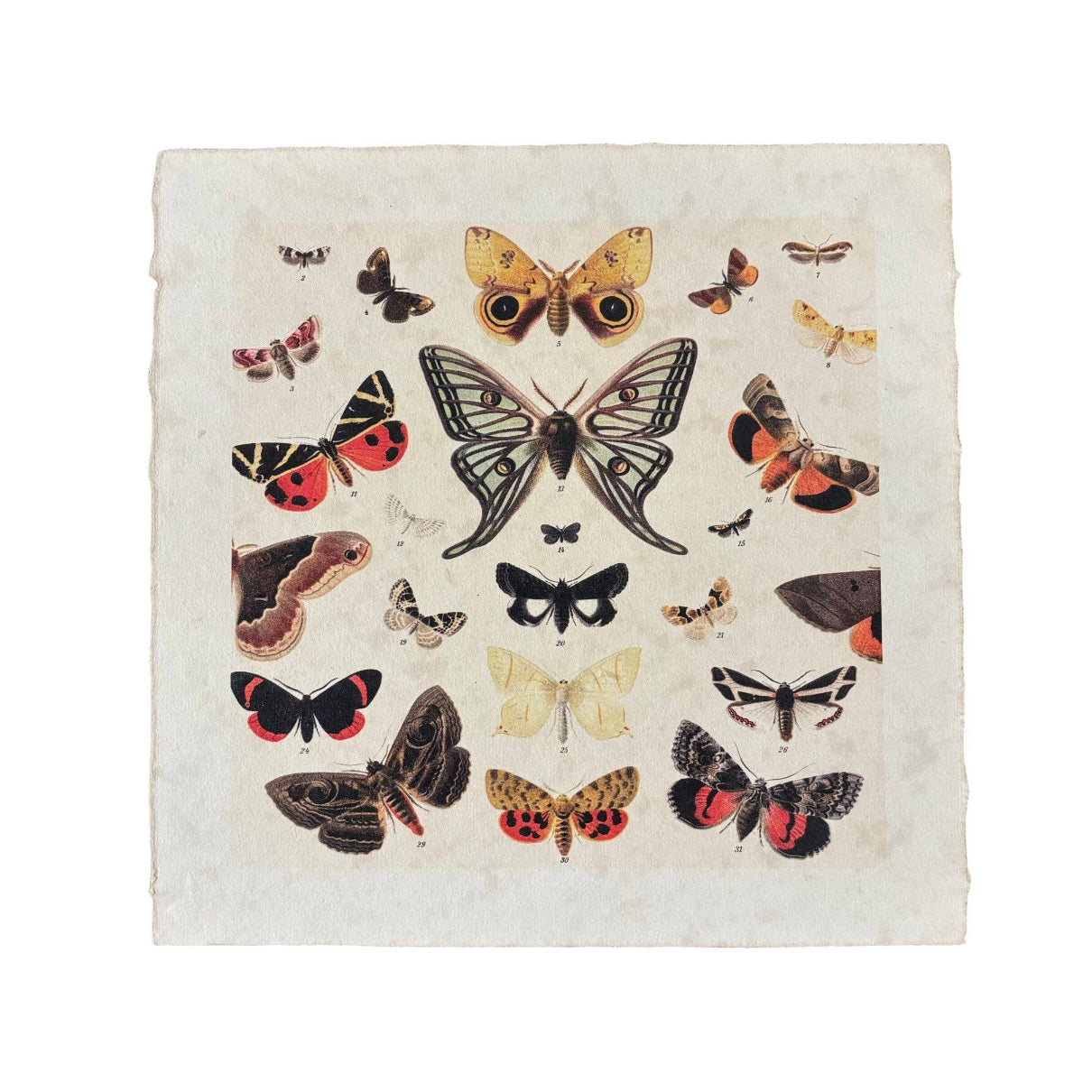 Dancing Butterflies 11x11 Art Print on Handmade Paper | Flora & Fauna Collection