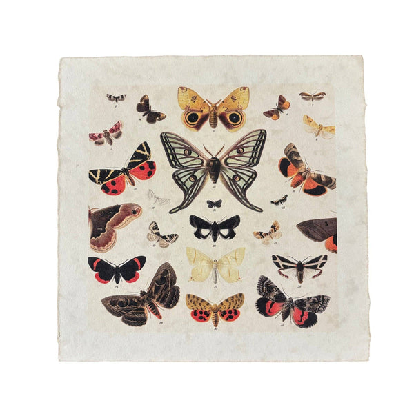 Dancing Butterflies 11x11 Art Print on Handmade Paper | Flora & Fauna Collection