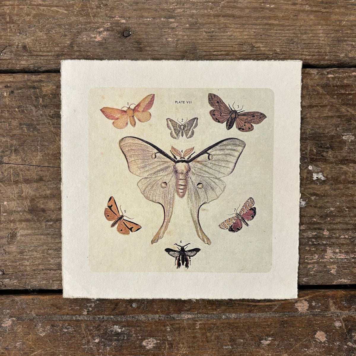 Dancing Moths 8x8 Art Print on Handmade Paper | Flora & Fauna Collection