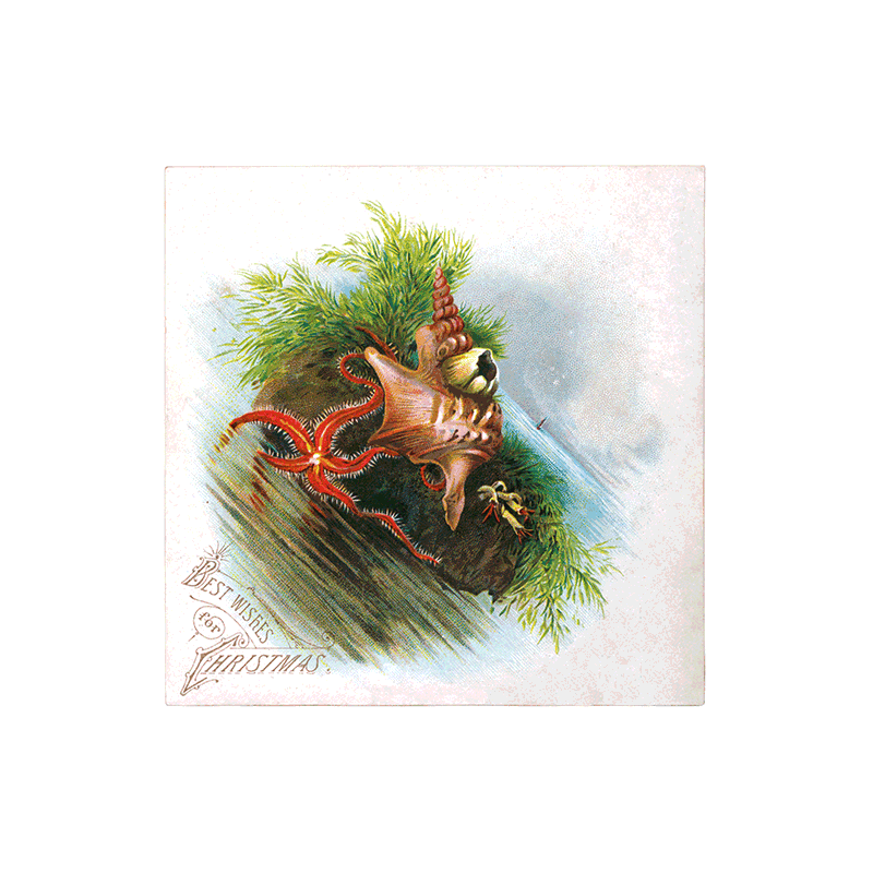 We Wish You a Crazy Christmas Postcard Book