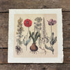Root Bunch 11x11 Art Print on Handmade Paper | Flora & Fauna Collection