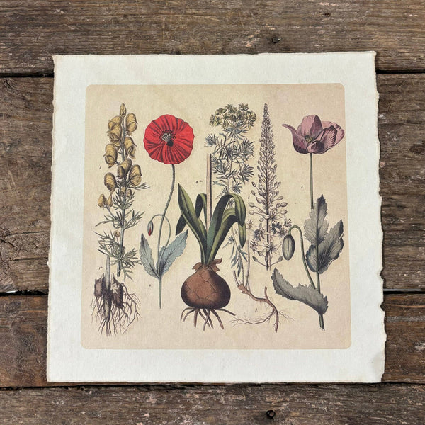 Root Bunch 11x11 Art Print on Handmade Paper | Flora & Fauna Collection