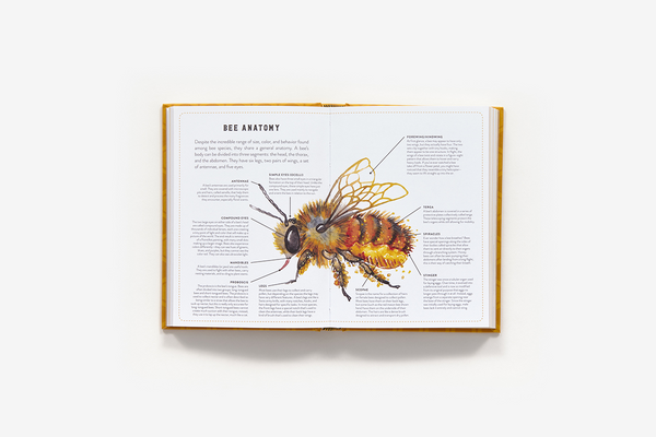 Petit livre des abeilles 