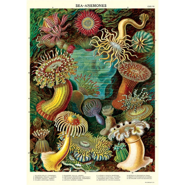 Sea Anemones 20x28 Wrap Sheet/Art Print