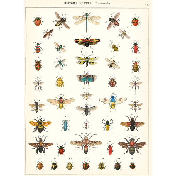 Natural History Insects 20x28 Wrap Sheet/Art Print