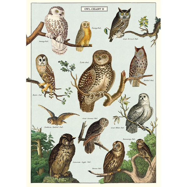 Owl Chart 20x28 Wrap Sheet/Art Print