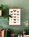 British Butterflies Chart Watercolour Art Print